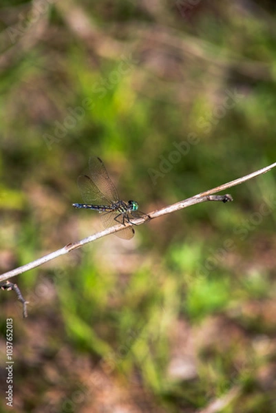 Obraz Dragonfly on a twig