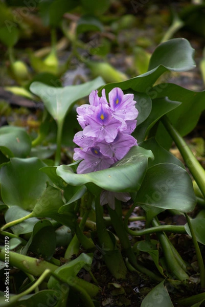 Obraz Water Hyacinth