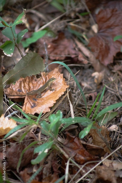Obraz Lizard in the Leaves