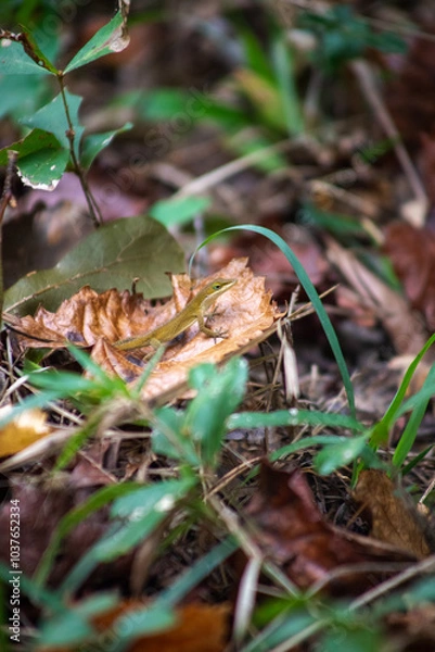 Obraz Lizard in the Leaves