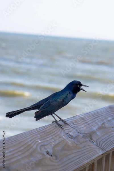 Obraz bird on the beach