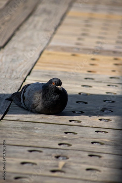 Obraz Pigeon on the Pier