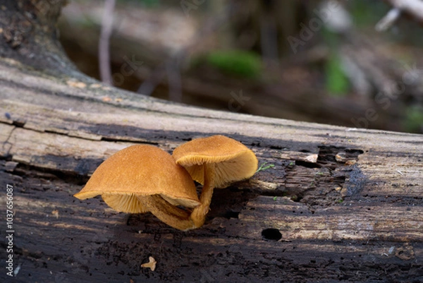 Fototapeta Flammulaster limulatus mushroom on the wood. Rare yellow mushrooms in deciduous forest.