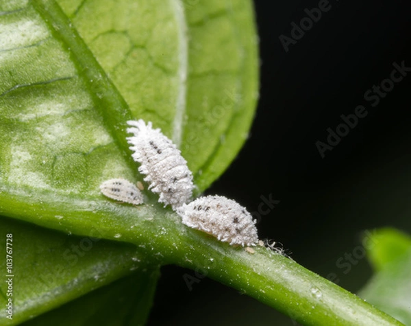 Obraz mealybug
