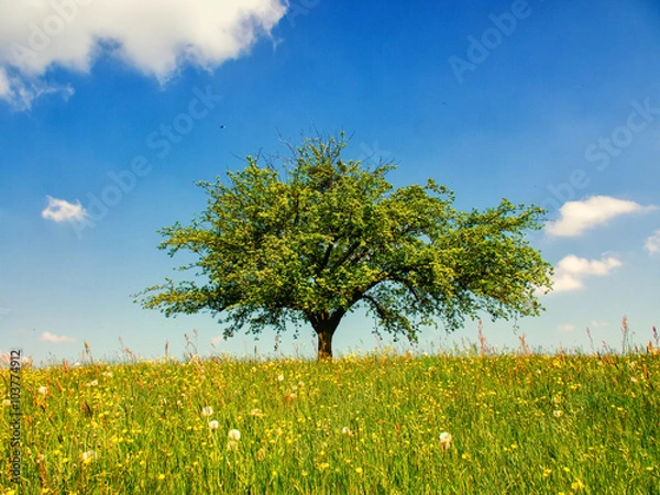 Fototapeta lonely tree (249) apple tree