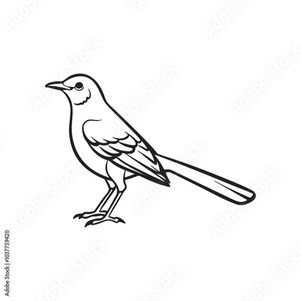 Fototapeta Mocking bird line out art vector style with white background.