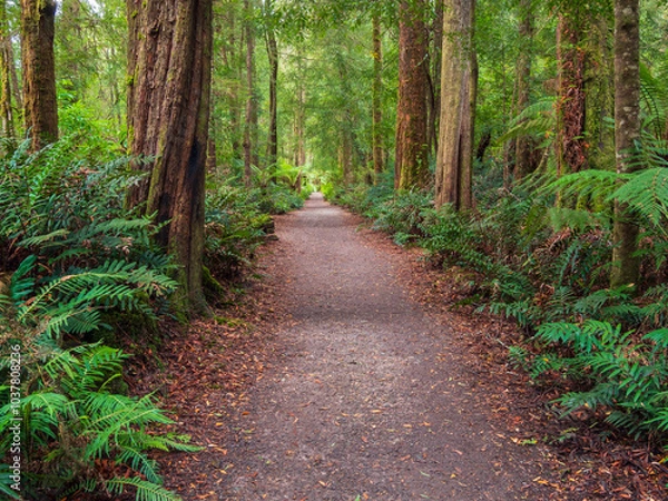 Obraz path in the forest