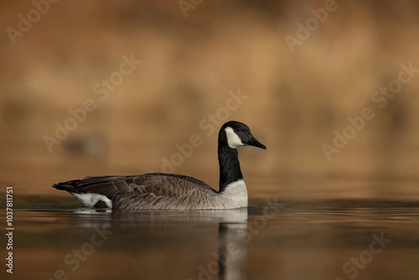 Fototapeta Canada Goose