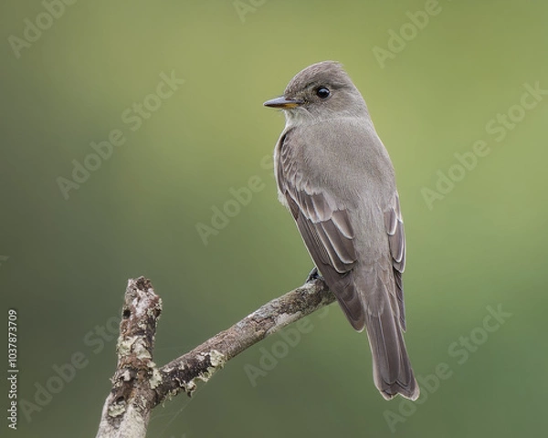 Obraz Contopus cooperi