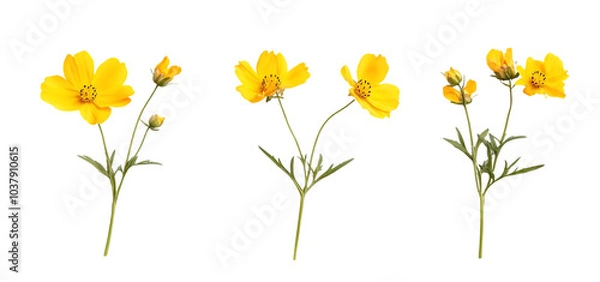 Fototapeta three set of A bunch of yellow flowers isolated transparent background