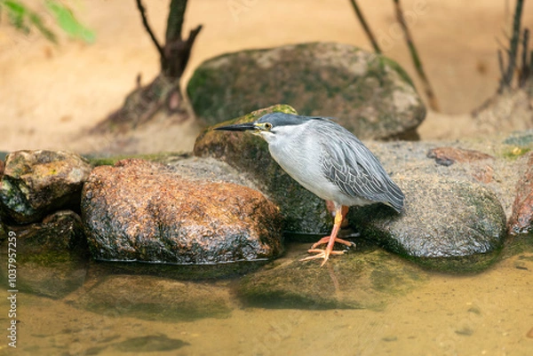 Obraz Full body of striated heron on the pond