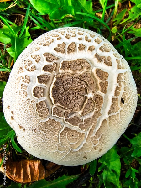 Obraz Brązowy kapelusz grzyba