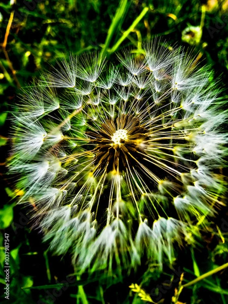 Obraz Nasiona dmuchawca