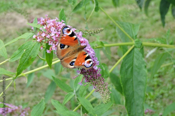 Obraz A peacock butterfly with open wings sucking up nectar from buddleia pink flowers