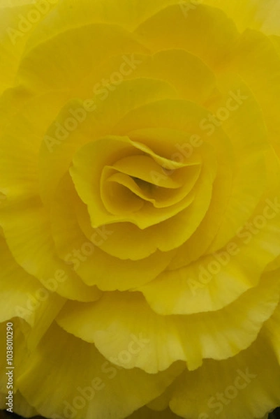 Fototapeta 黄色いバラのクローズアップ