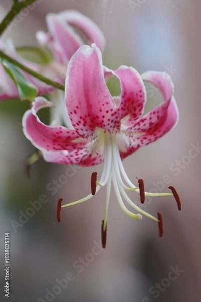 Fototapeta 鬼百合