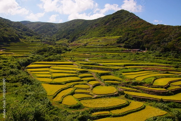 Fototapeta 棚田
