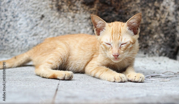 Obraz The cat lay on the floor