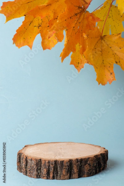 Fototapeta Autumn podium made of natural wood and autumn maple leaves on a light blue background. Showcase