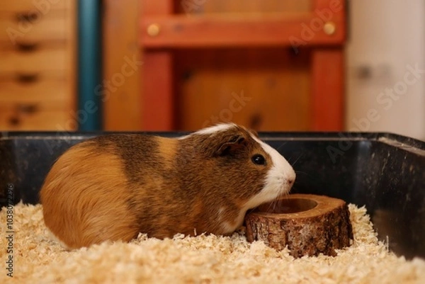 Fototapeta the guinea pig is waiting to be fed in the bowl