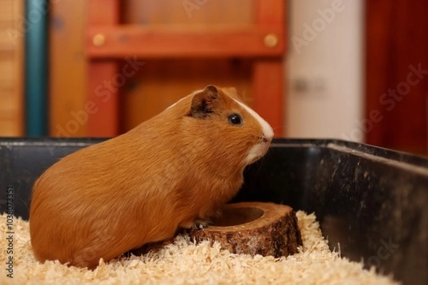 Fototapeta the guinea pig is waiting to be fed in the bowl
