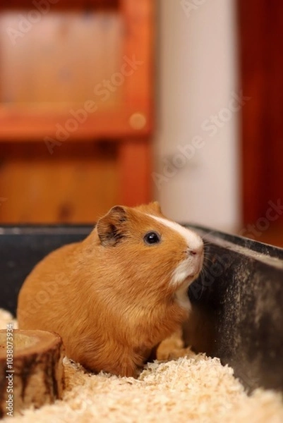 Fototapeta the guinea pig is waiting to be fed in the bowl