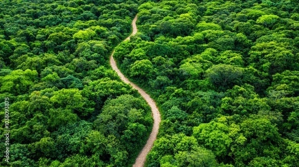 Fototapeta Serene Pathway Through Lush Green Forest Landscape