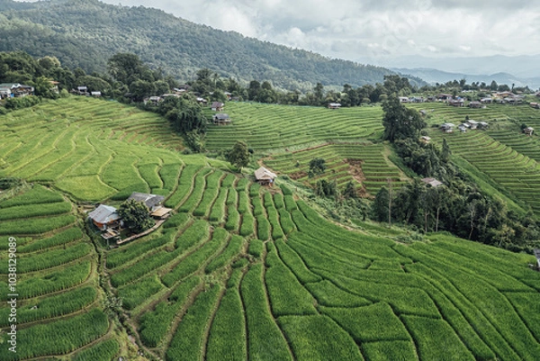 Fototapeta rice fields on a mountain and take photo in the Ban Pa Bong Piang, Mae Chaem District, Chiang Mai Province, northern Thailand in the rainy season.