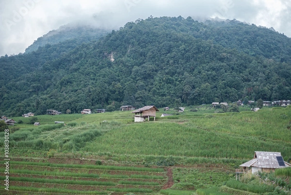Fototapeta rice fields on a mountain and take photo in the Ban Pa Bong Piang, Mae Chaem District, Chiang Mai Province, northern Thailand in the rainy season.
