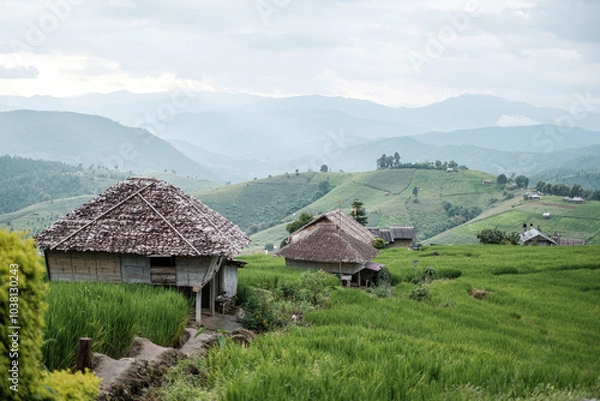 Fototapeta rice fields on a mountain and take photo in the Ban Pa Bong Piang, Mae Chaem District, Chiang Mai Province, northern Thailand in the rainy season.