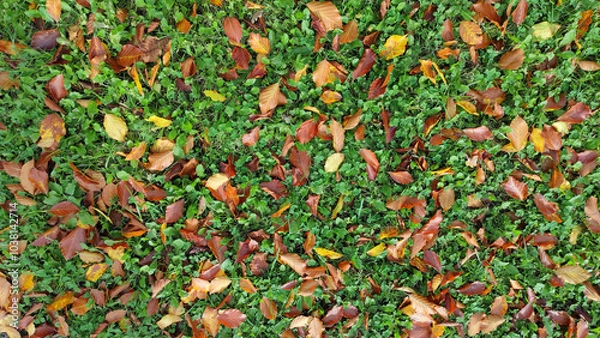 Obraz Automne, arrière-plan automnal
