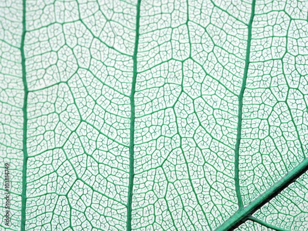 Obraz Decorative skeleton leaves background. Close up.