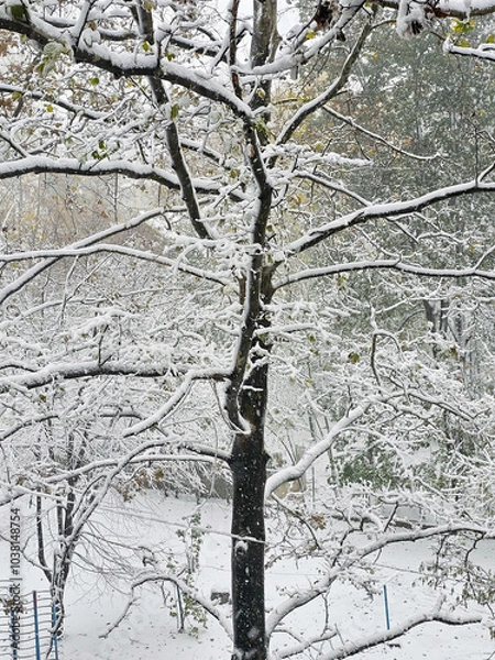 Fototapeta snow covered tree