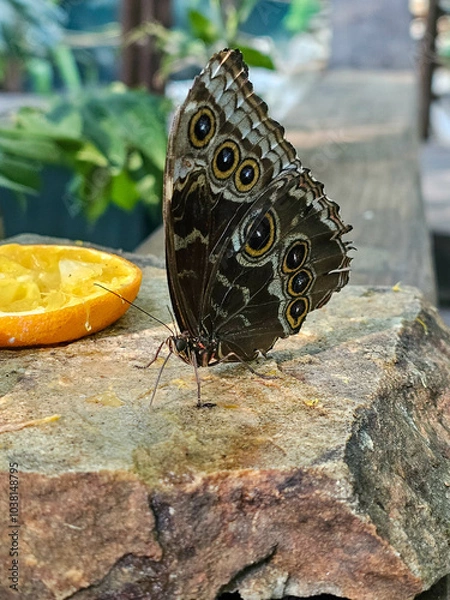 Fototapeta butterfly on a leaf