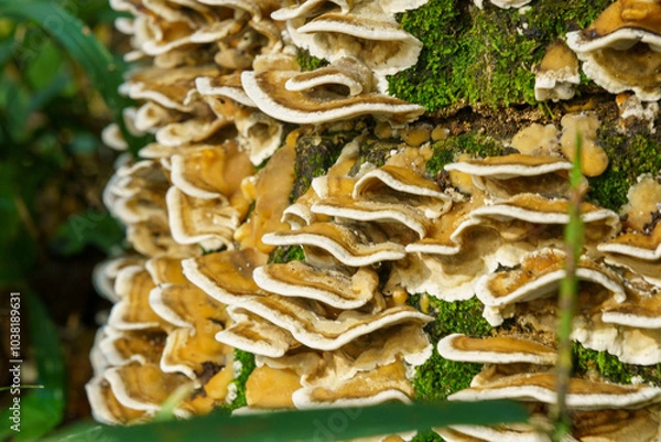 Fototapeta 森の切り株に生息するキノコ