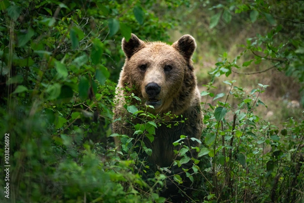 Fototapeta Marsican brown bear looking through the trees and bushes. Direct meeting with the dangerous mammal.