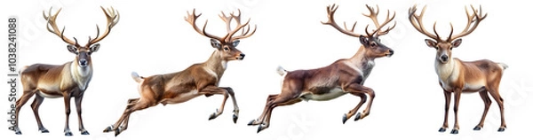 Fototapeta Set of Reindeers Jump and Stand Poses Isolated on White Transparent Background, PNG Element. Polar Santa Claus Reindeers