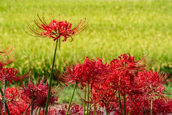 Fototapeta 田んぼの彼岸花