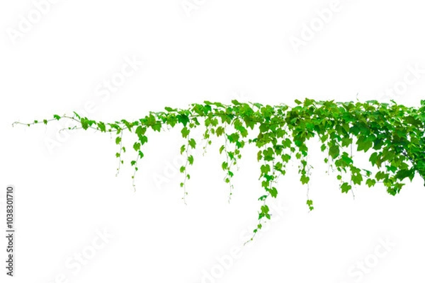 Obraz vine frame leaf vine circle Isolate on transparent background PNG file