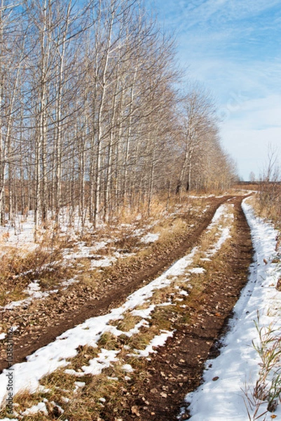 Fototapeta A forest of young and thin aspens without leaves next to a dirt road. The first autumn snow is melting on the brown ground. Cold, sunny, autumn day.
