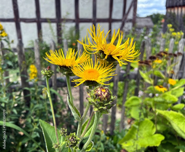 Obraz Inula Helenium