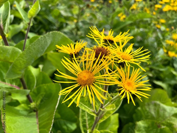 Fototapeta Inula Helenium