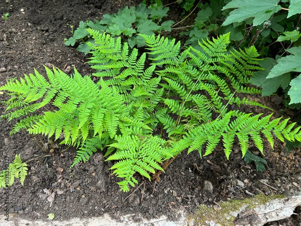 Obraz  Worm fern, Dryopteris dilatata