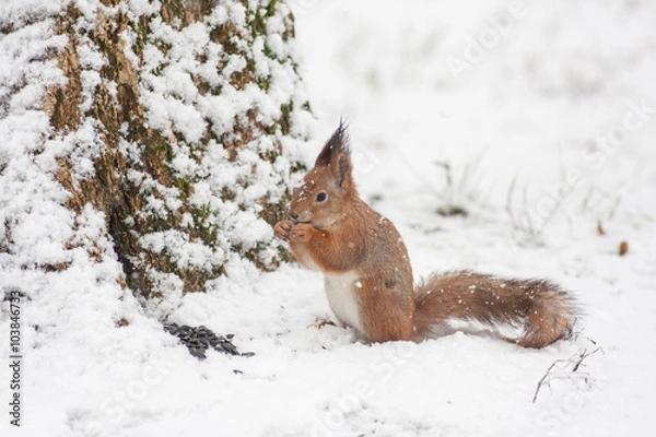 Obraz Snowy Squirrel Finding Food.