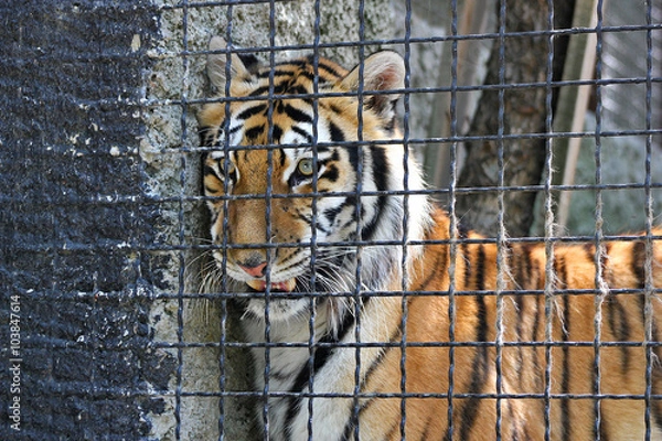 Obraz The tiger in a cage