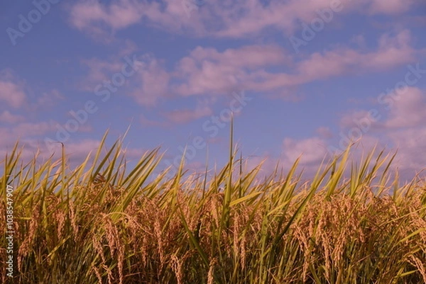 Obraz 実りの秋　秋の空
