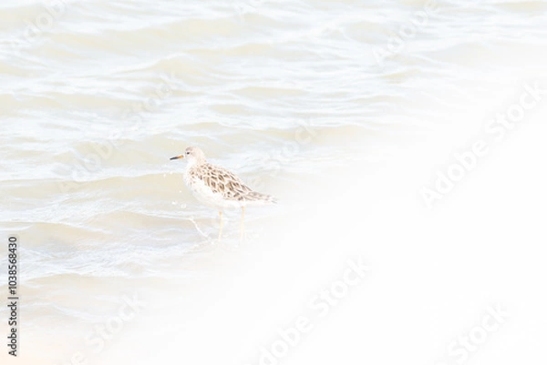 Fototapeta Correlimos comun