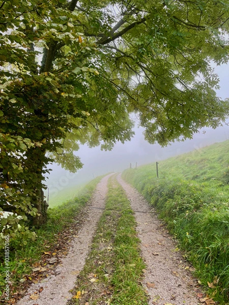 Obraz Gravel path passing under a large tree, leading into the infinity of fog