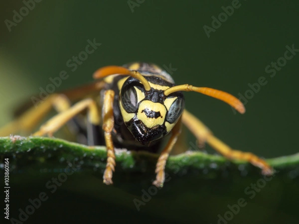 Fototapeta wasp particular