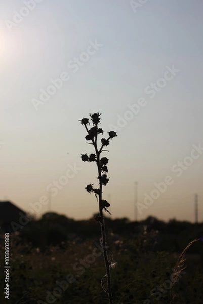 Obraz reeds in the sunset